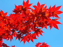 Summer leaves, Utah