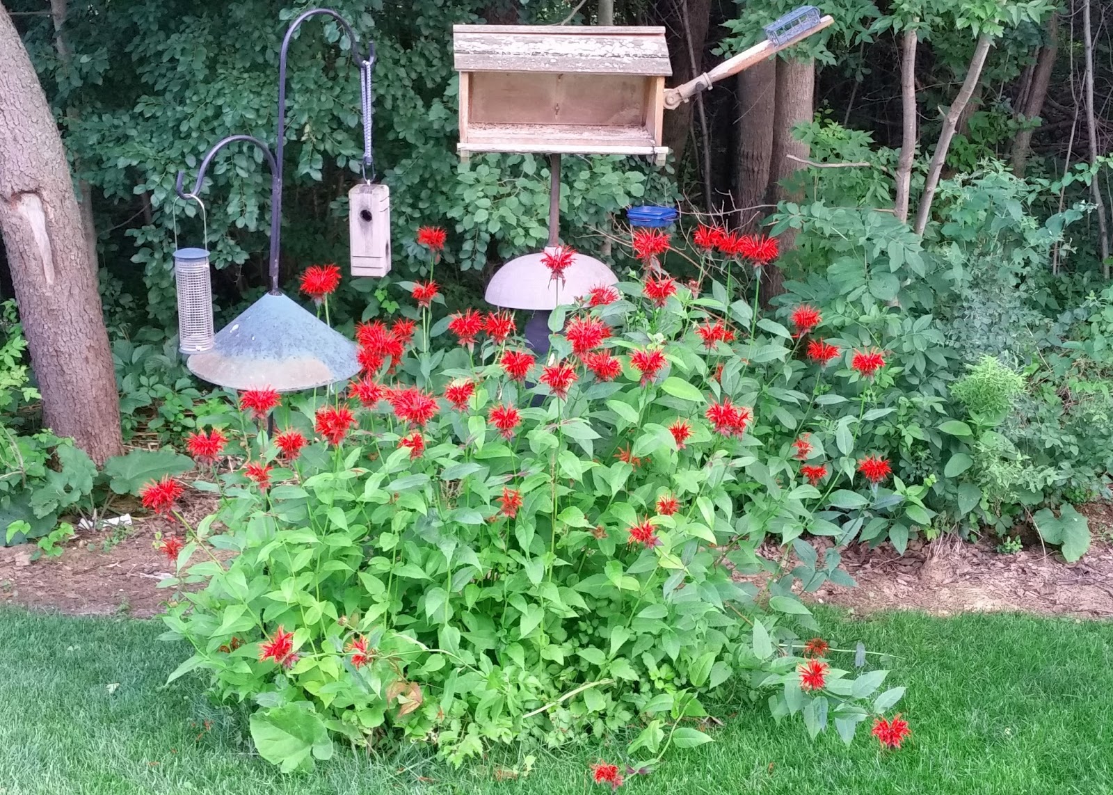 bee balm plant sun or shade bee balm plant sun or shade