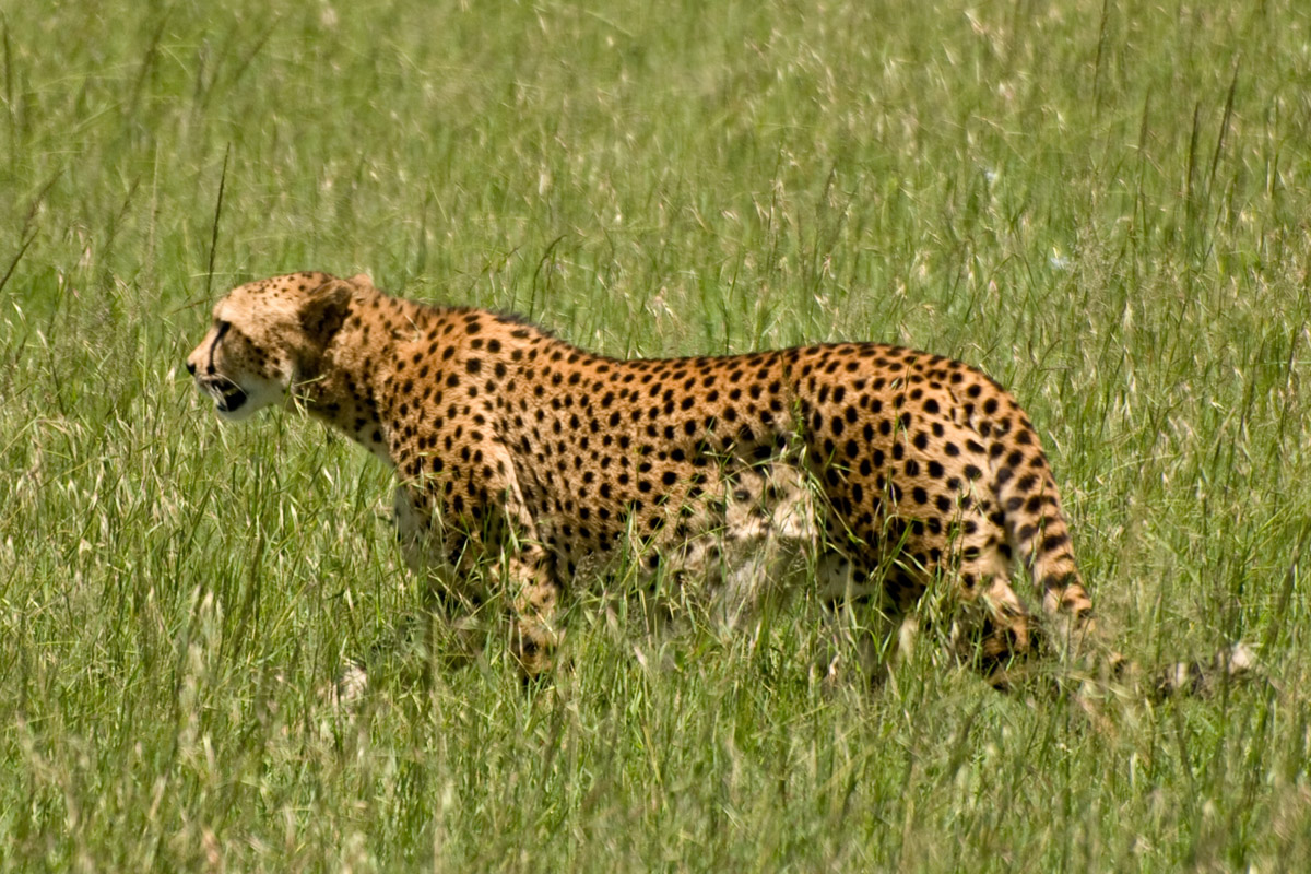 Speeds Of Animals In African Grasslands