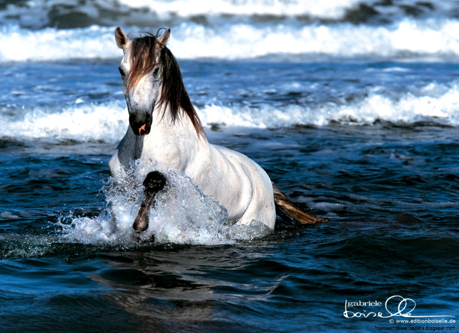 Free Horse Desktop Wallpaper Free Horse Desktop Wallpaper