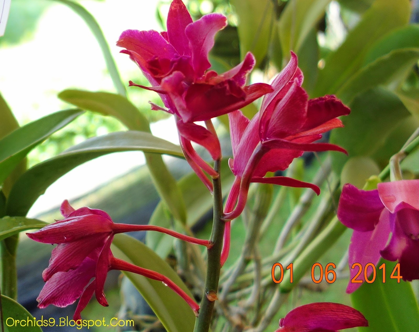 Orchids Flowers Pictures Bulbophyllum Vanda Cattleya Cymbidium