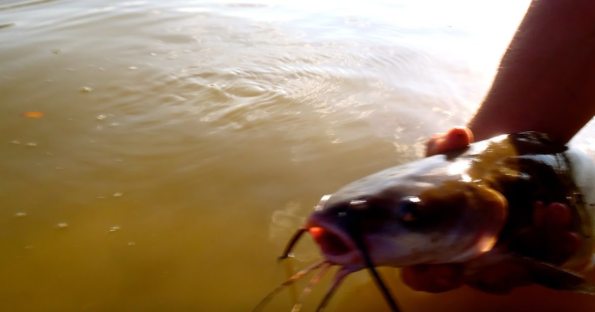 The Rogue Outdoors Fly Fishing for Catfish