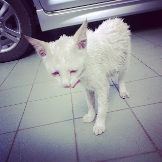 White cat, 白貓