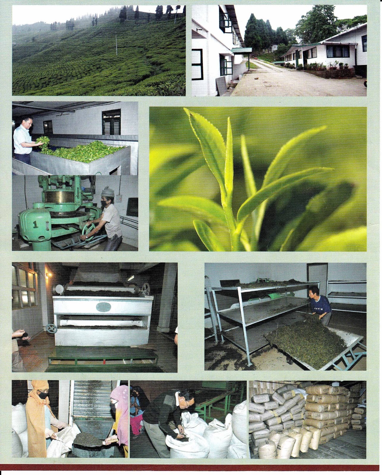 Nepali Tea, Coffee & Spice Shop Nepal Orthodox Tea