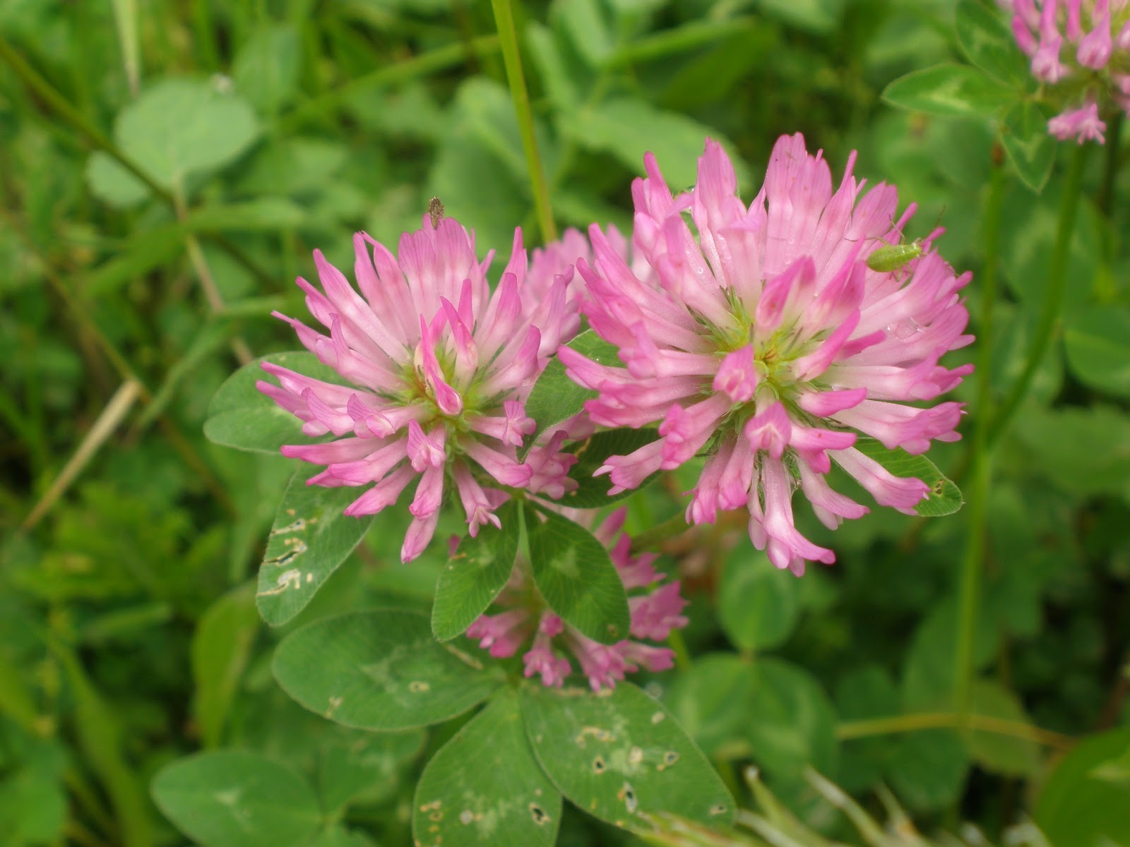Fiore di quadrifoglio