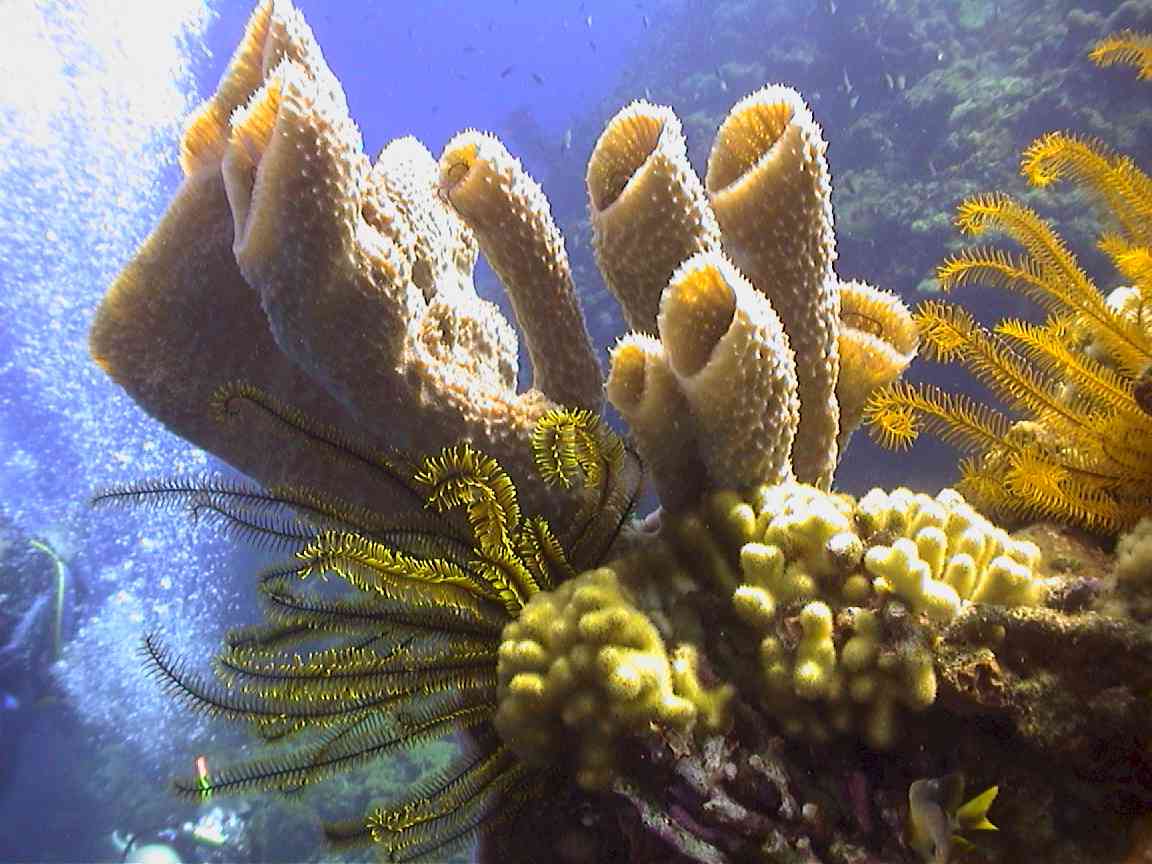 Science Blog 5th Year October 2012