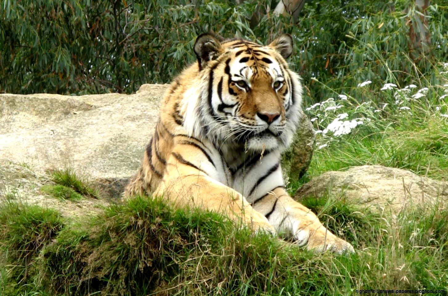 Tiger Resting Cat Animals hd wallpaper 235160 Tiger Resting Cat Animals hd wallpaper 235160