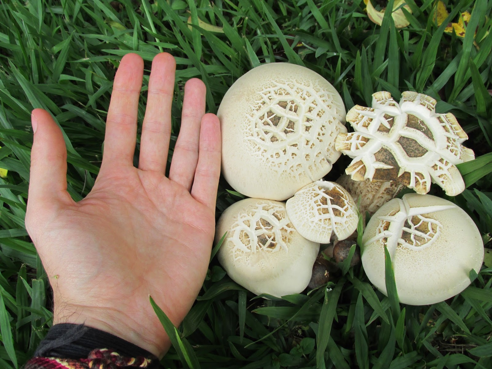 Cogumelos Selvagens da Mata Atlântica 