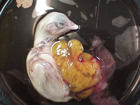 from egg to chick, egg to chick progress, amazing creature, process from egg to chick, egg to chicken,egg hatching process