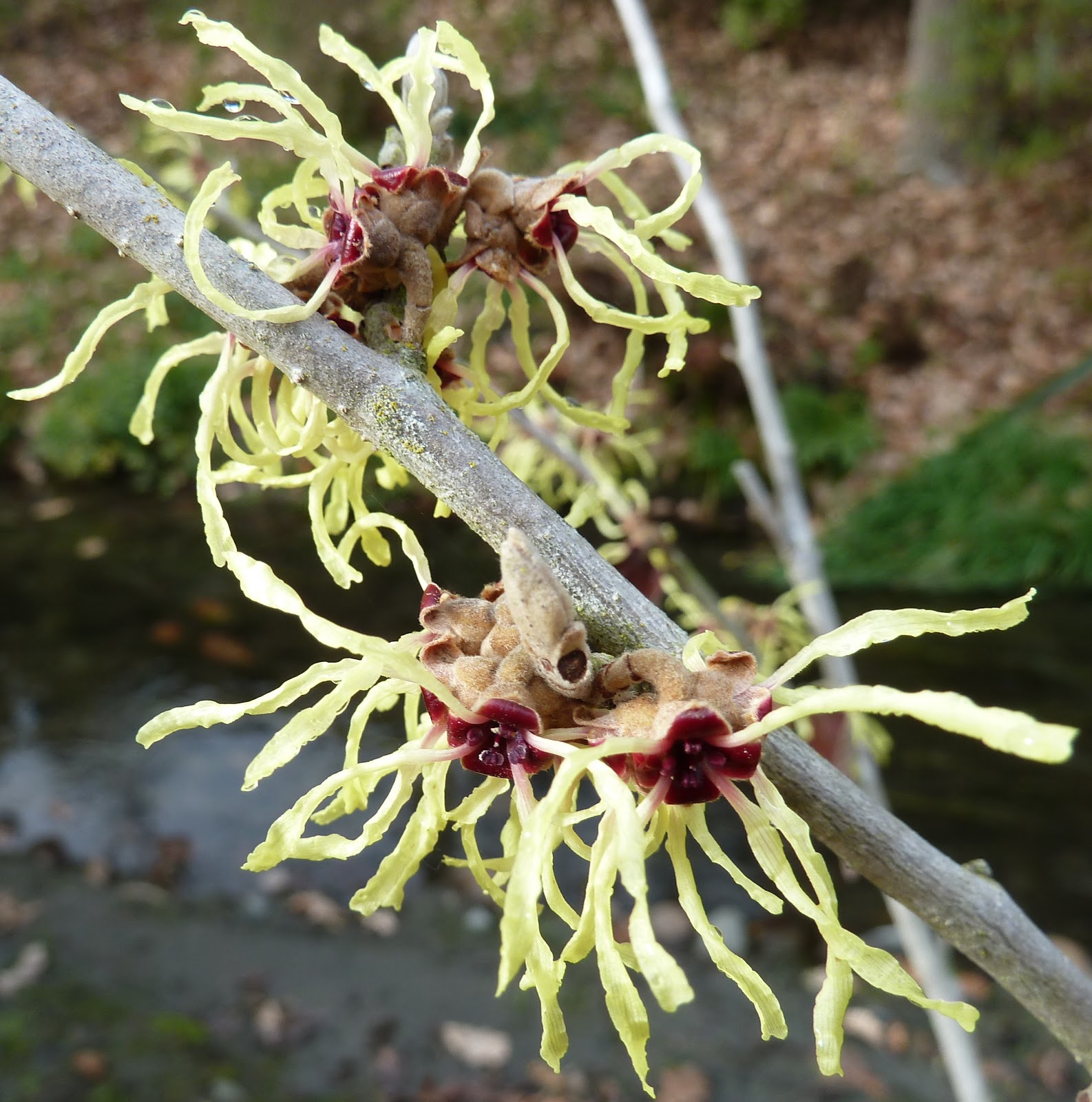 Native Chinese Plants