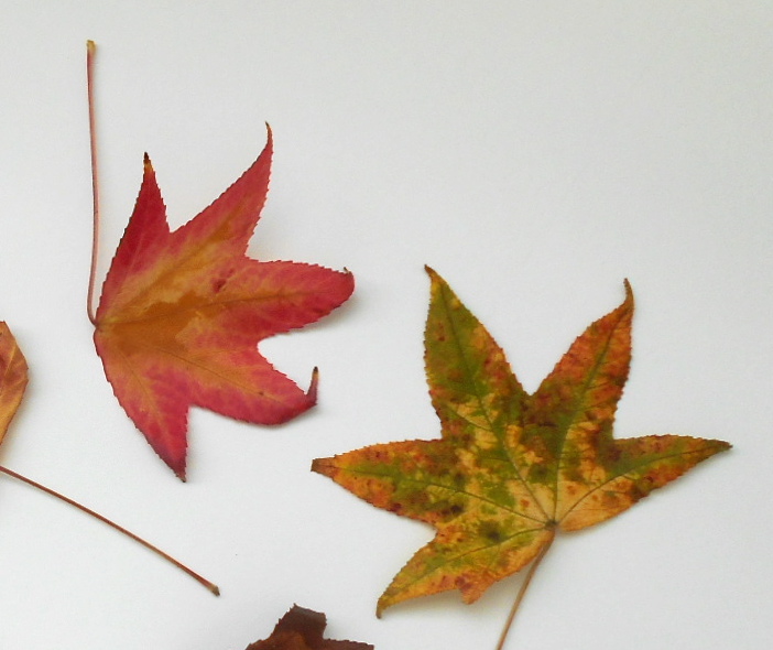 Fine Lines Color Options for Fall Papier Mache Leaves