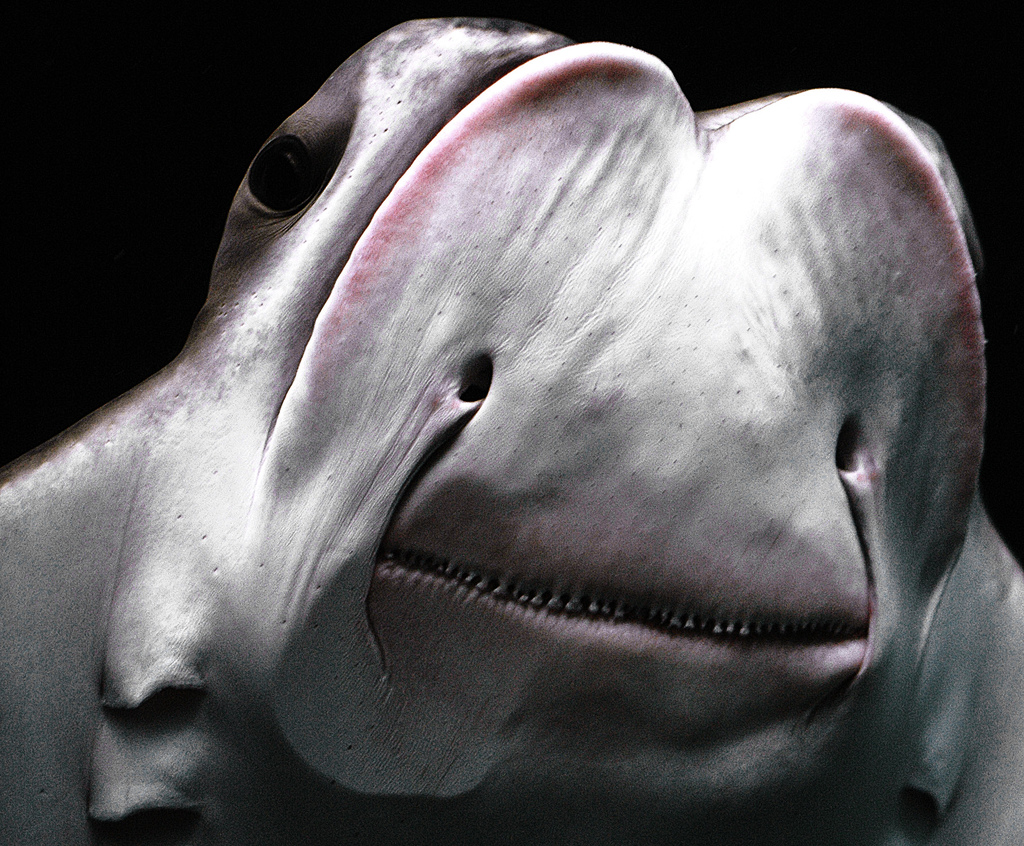 manta ray face manta ray face
