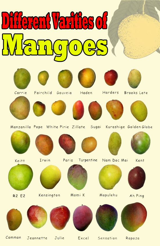 Different Varities of Mangoes