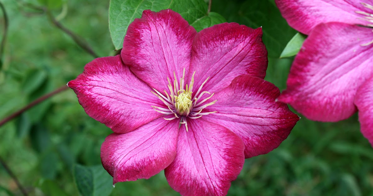 Raven Ridge Gardens Deep Pink BiColor Clematis
