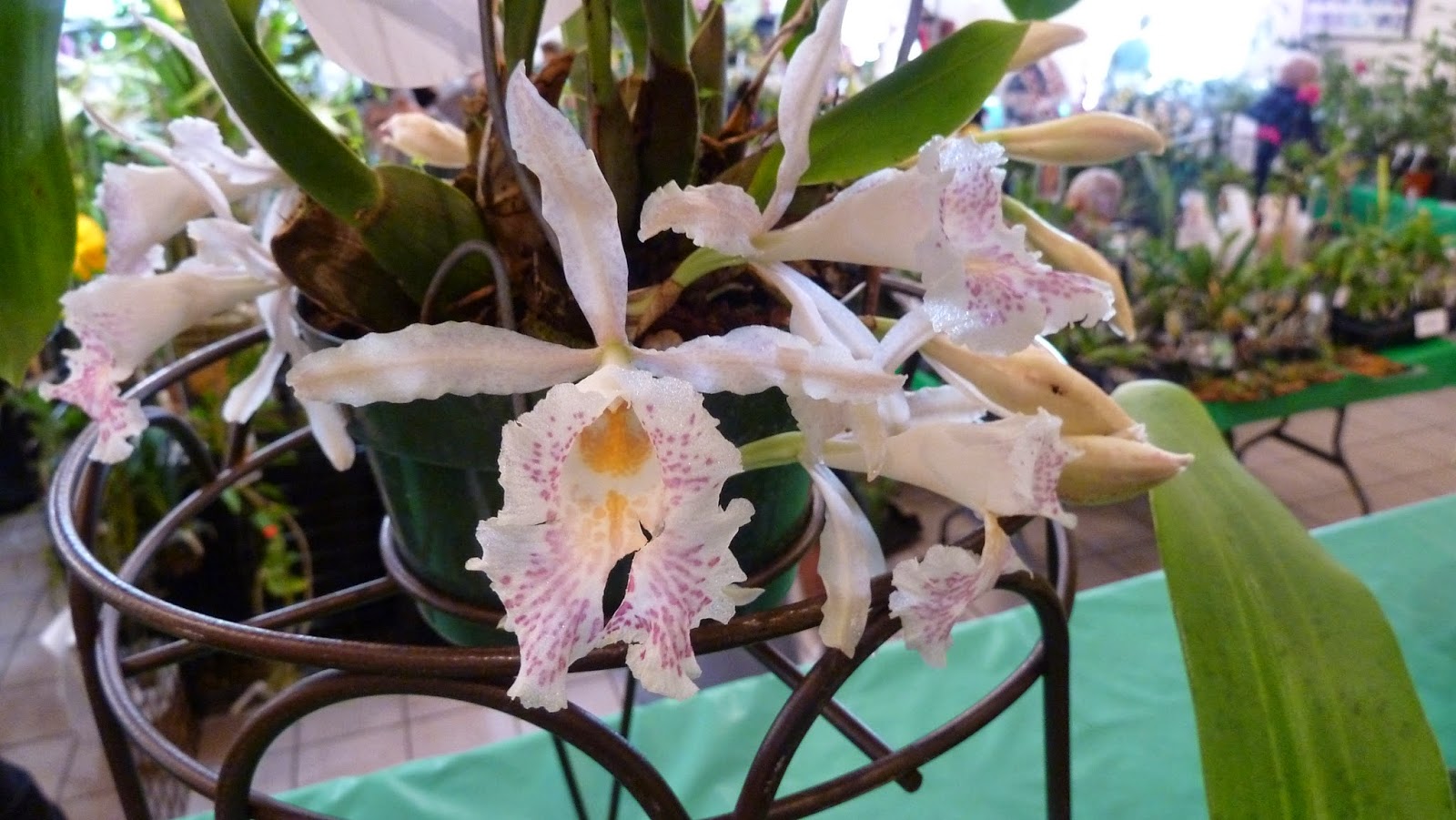 Hooray! Plants! Pictures From The Greater Orlando Orchid Society's