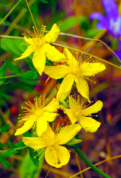 Hypericum perfoliolata 1354