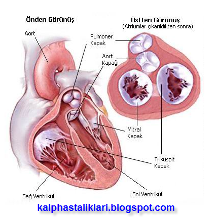 Kalp Hastaliklari Kalp Hastaliklari Ve Belirtileri Nelerdir