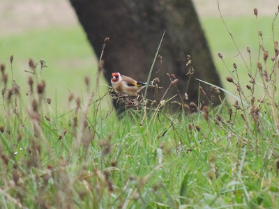 oiseaux des champs