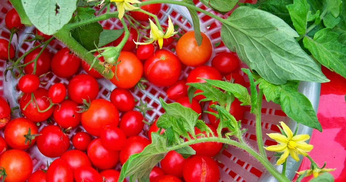 Tell Me A Story CHERRY TOMATOES, Fruit or Vegetable?