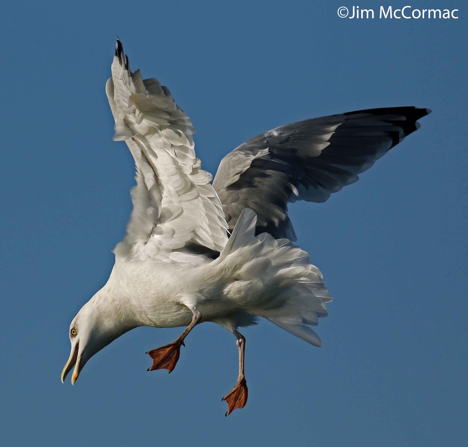 Ohio Birds and Biodiversity Gulls in flight