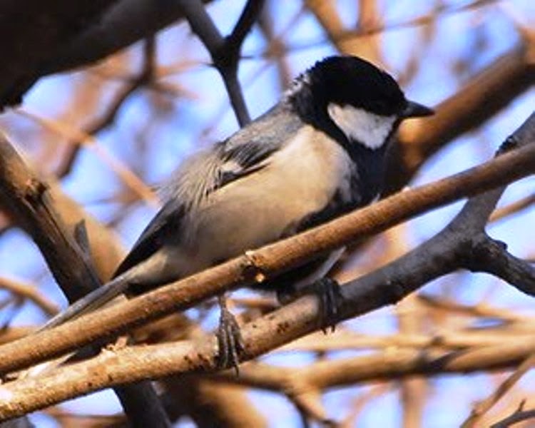 BURUNG GELATIK Habitat Alami Burung Gelatik wingko