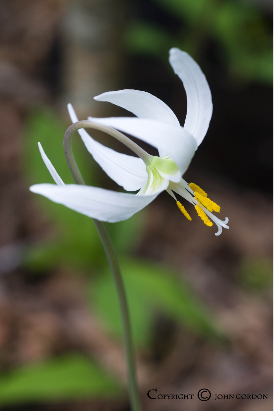 White Fawn Lily