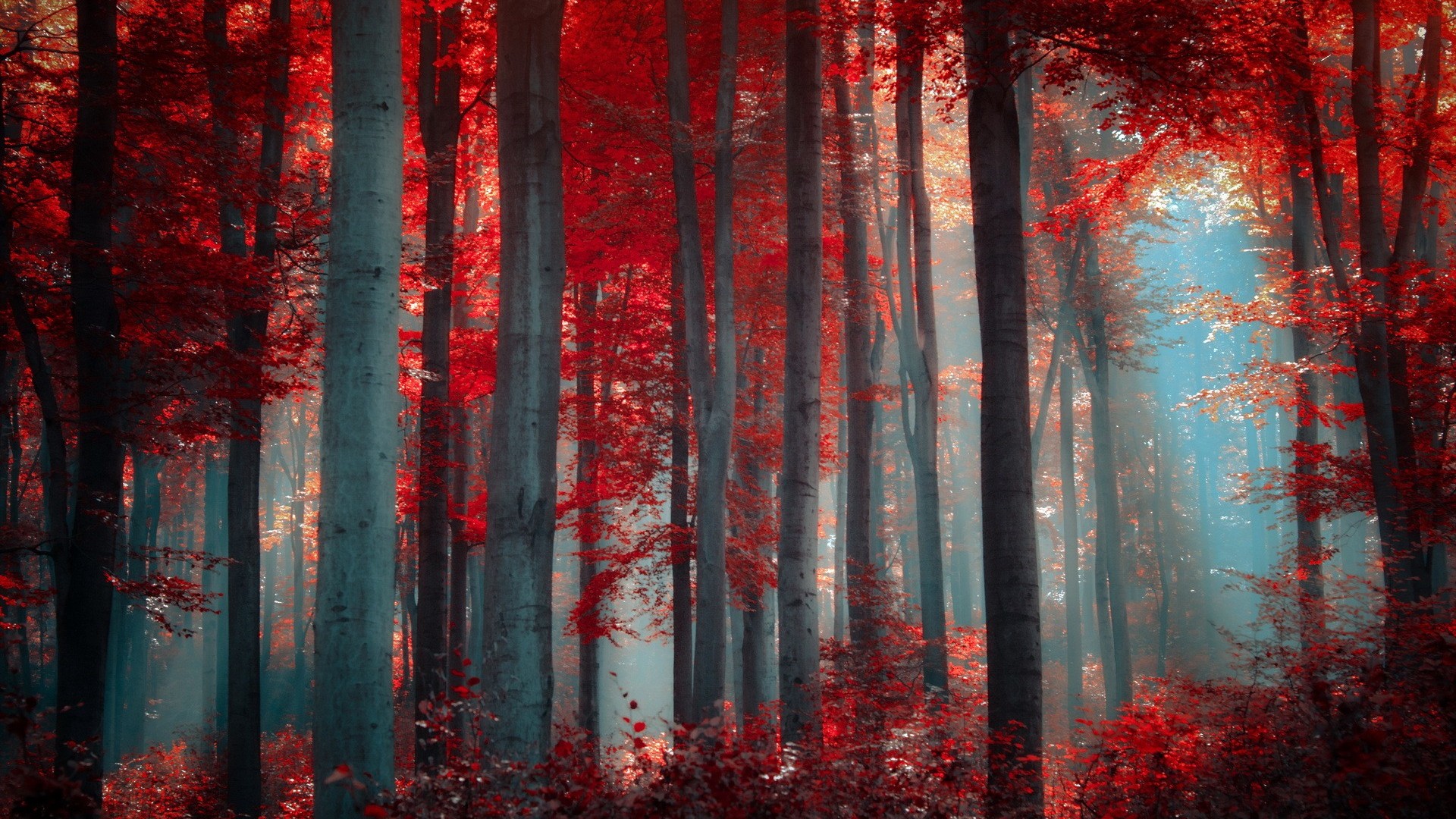 Nature Trees Red - High Definition Wallpapers - HD wallpapers