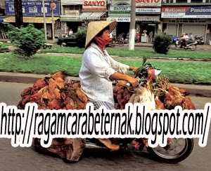 PROYEKSI KASUS PENYAKIT AYAM http://ragamcarabeternak.blogspot.com/