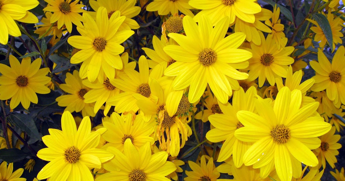 wallpapers: Aster Flowers Wallpapers