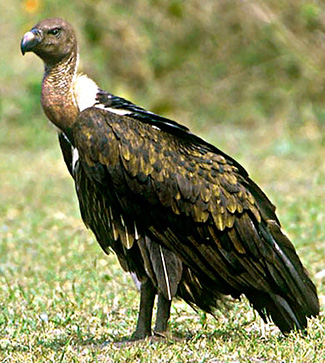 Endangered Birds on Endangered Species In India Even Mouthless Species Find Difficult To