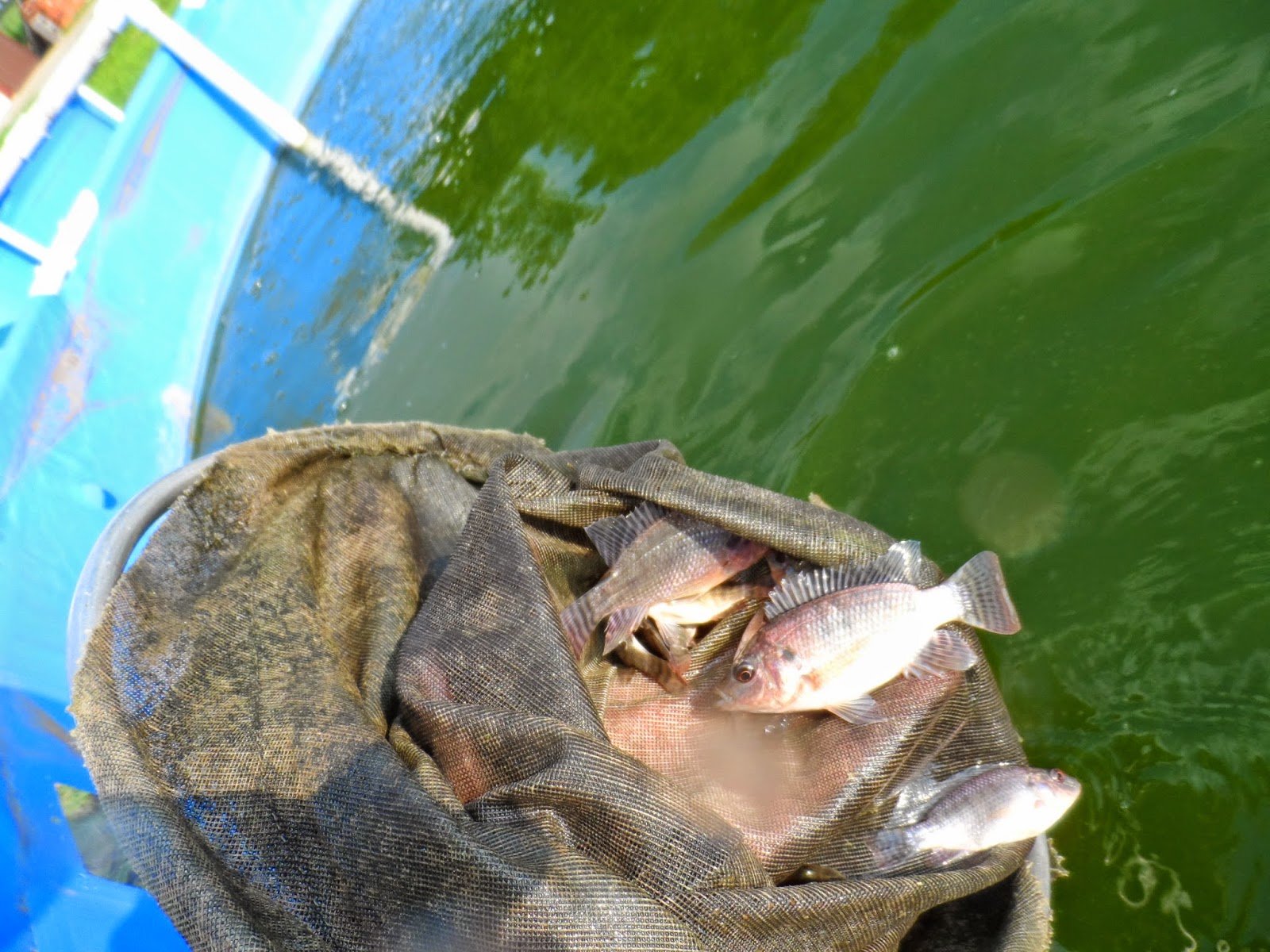 Tilapia Pond Stocking