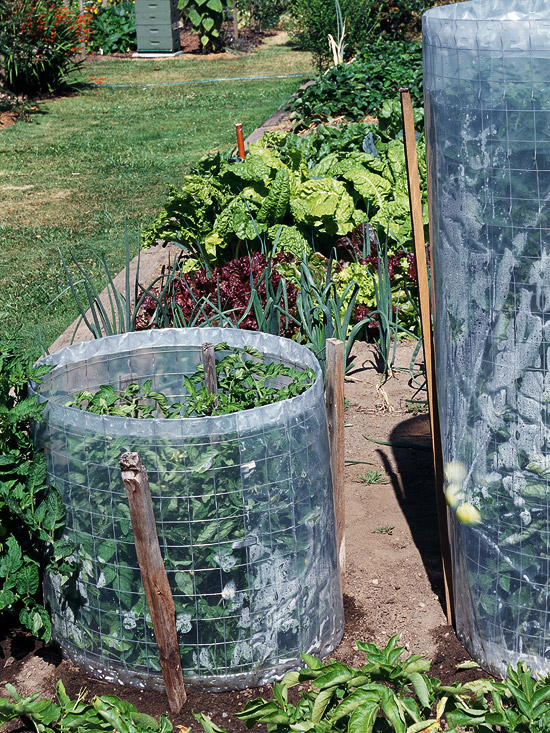 New Home Interior Design Fun Ideas for Growing Tomatoes