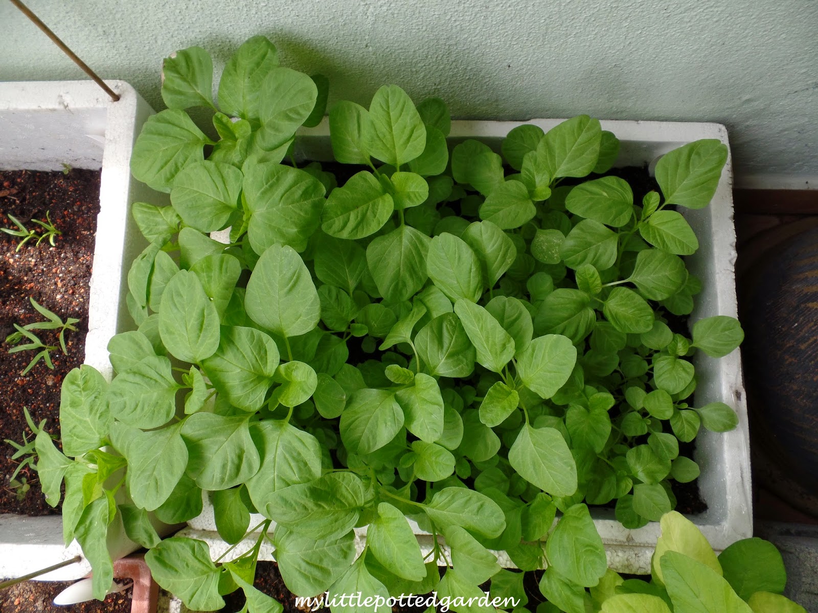 My Little Potted Garden Chinese Spinach (Amaranth)