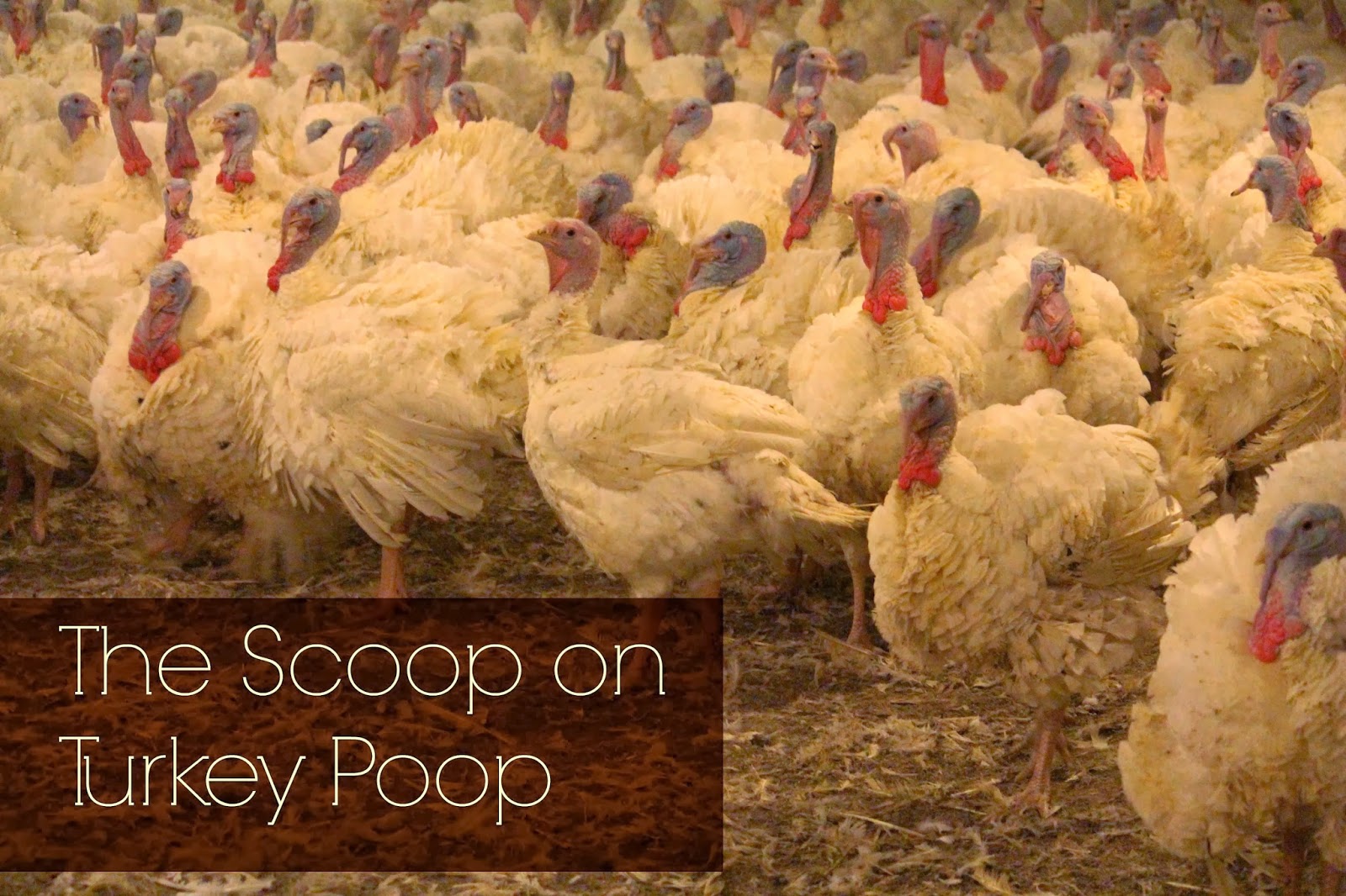 The Scoop on Turkey Poop Katie Olthoff
