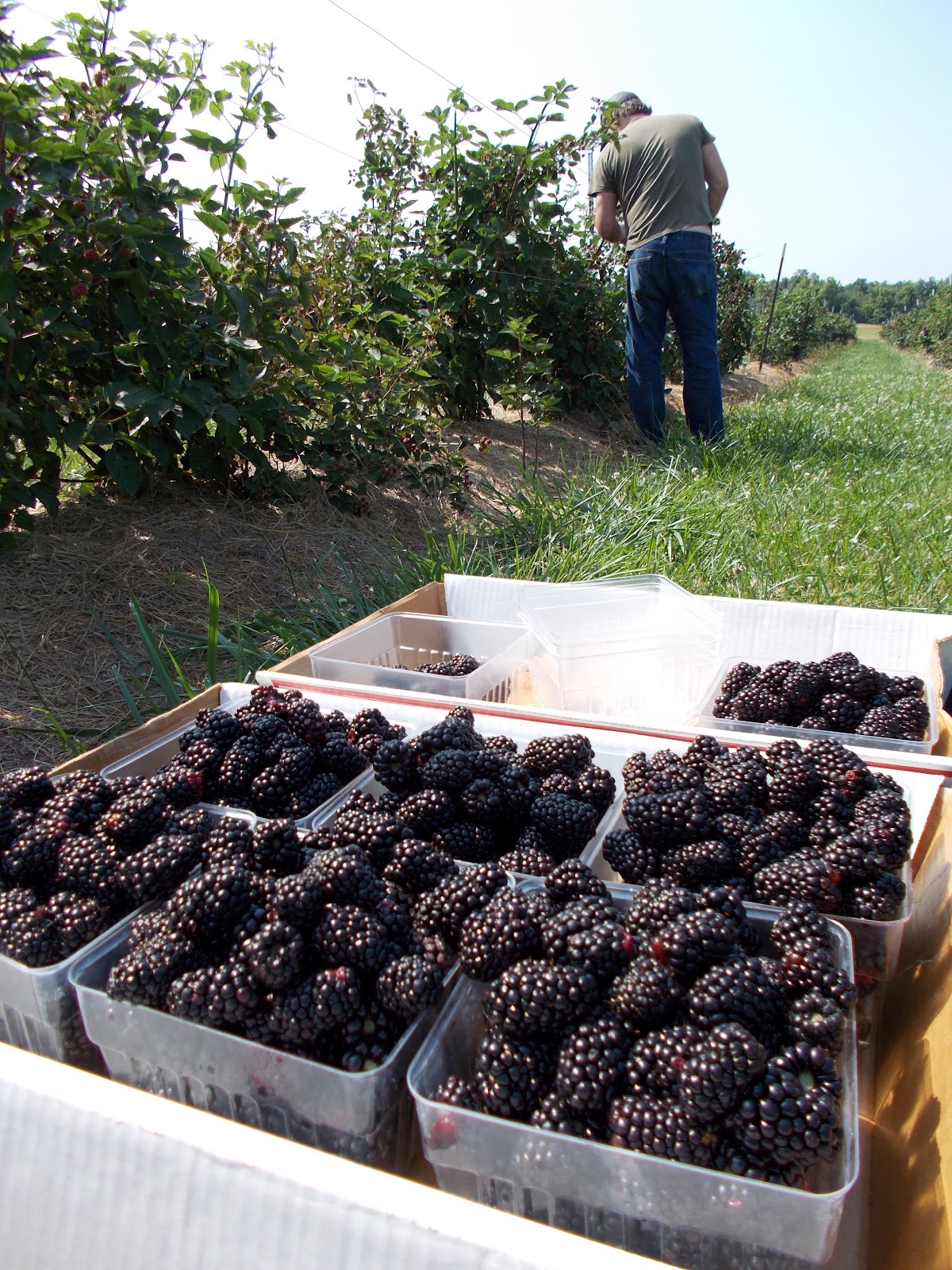 Brenda's Berries & Orchards Raspberry & Early Blackberry Harvest