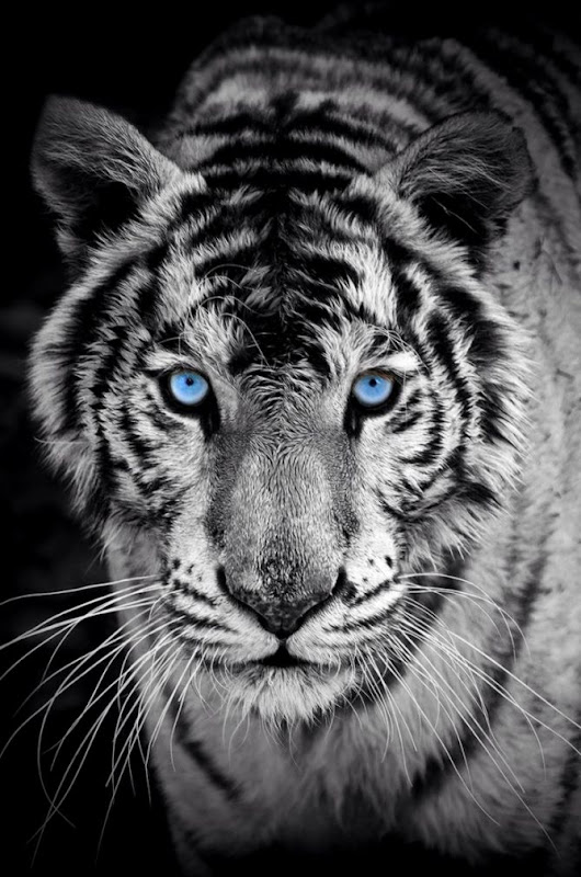 tiger iphone wallpaper best wallpapers hd gallery best wallpaper site