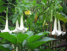 flor borrachero or datura
