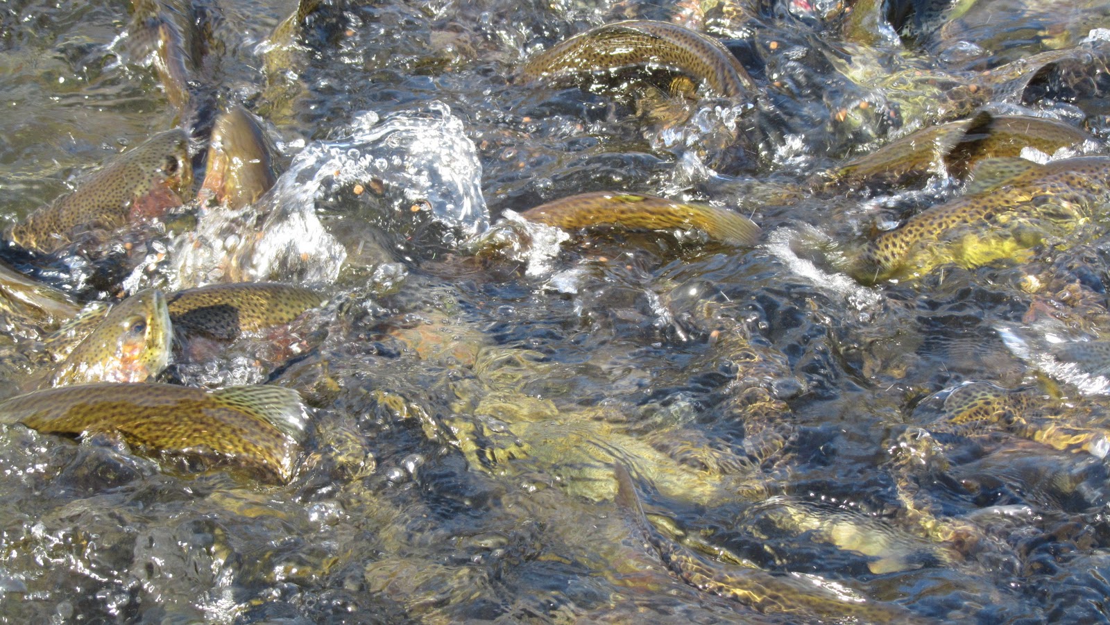 Just Jess My Visit to the Allentown Trout Hatchery