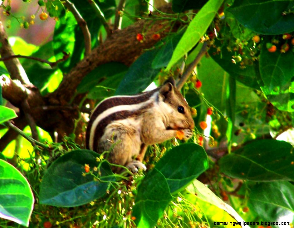 25 window wildlife photography 25 window wildlife photography