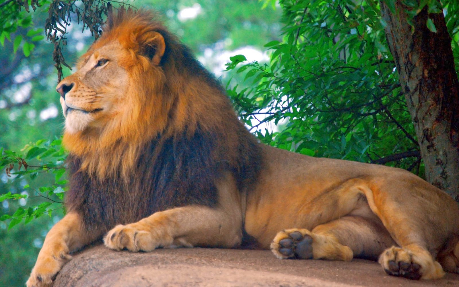 Full Hd Animal Picture With Long Green Jungle Full Hd Of Lione