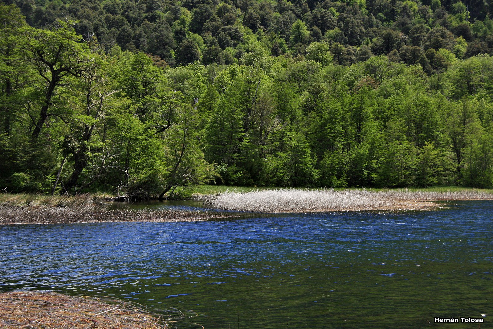 Patagonia Laguna Quillelhue (Chile)
