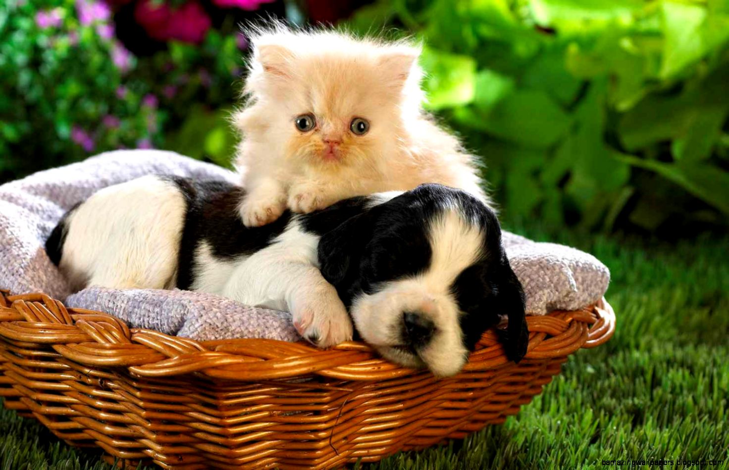 Cute Kittens And Puppies Wallpaper   HVGJ Cute Kittens And Puppies Wallpaper   HVGJ