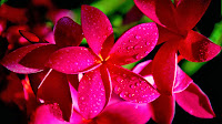 Wallpaper bunga Wallpaper bunga
