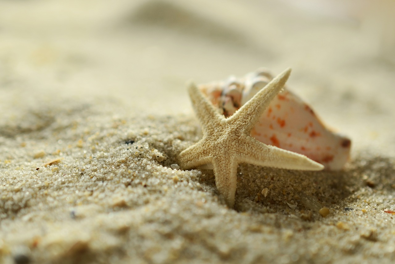 The Unique Wonder That Is Shell Beach