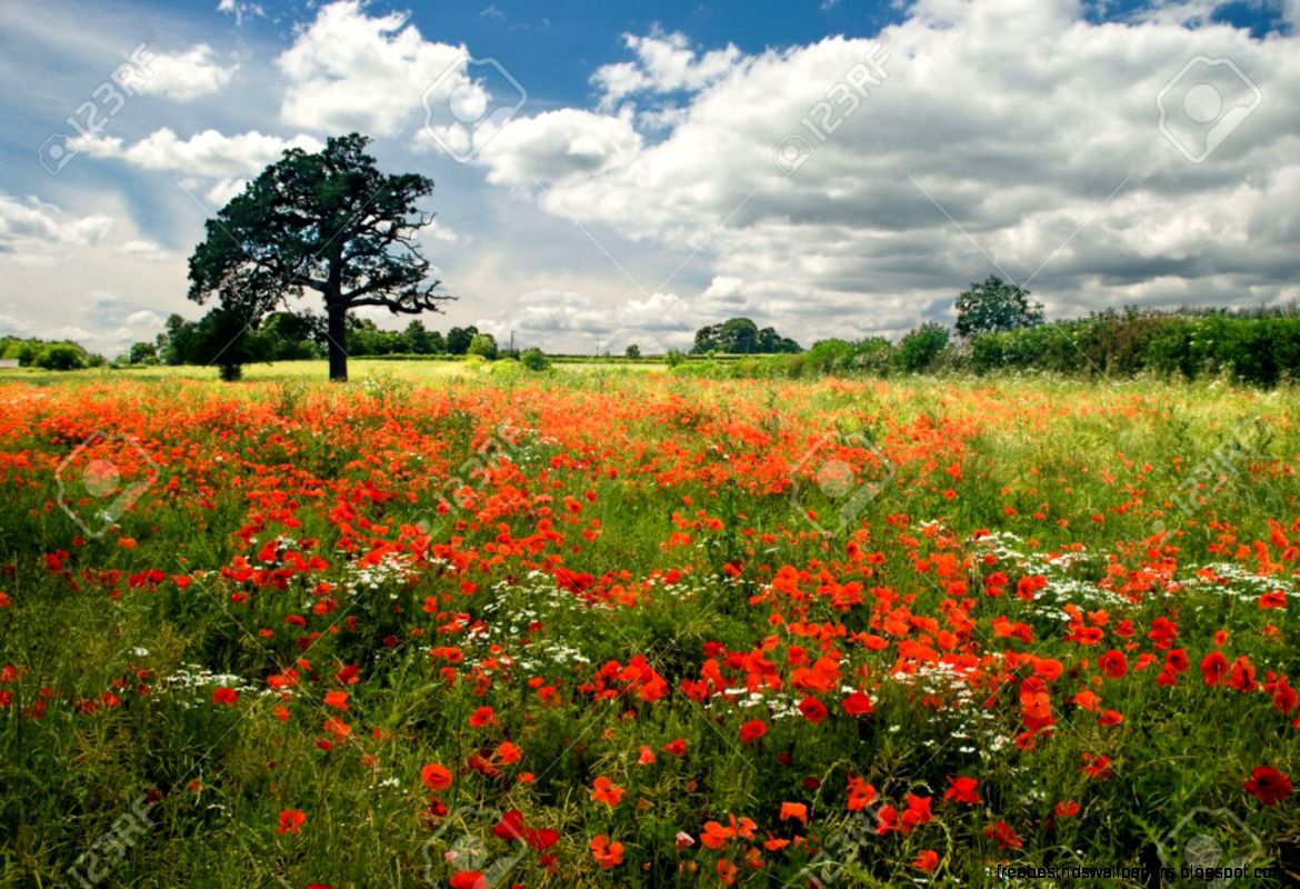 Landscape Red Poppy Field Blue Cloudy Sky Stock Photo Picture Landscape Red Poppy Field Blue Cloudy Sky Stock Photo Picture