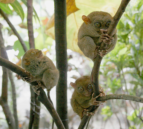 Alam Mentari Tarsier Primata Terkecil Di Dunia