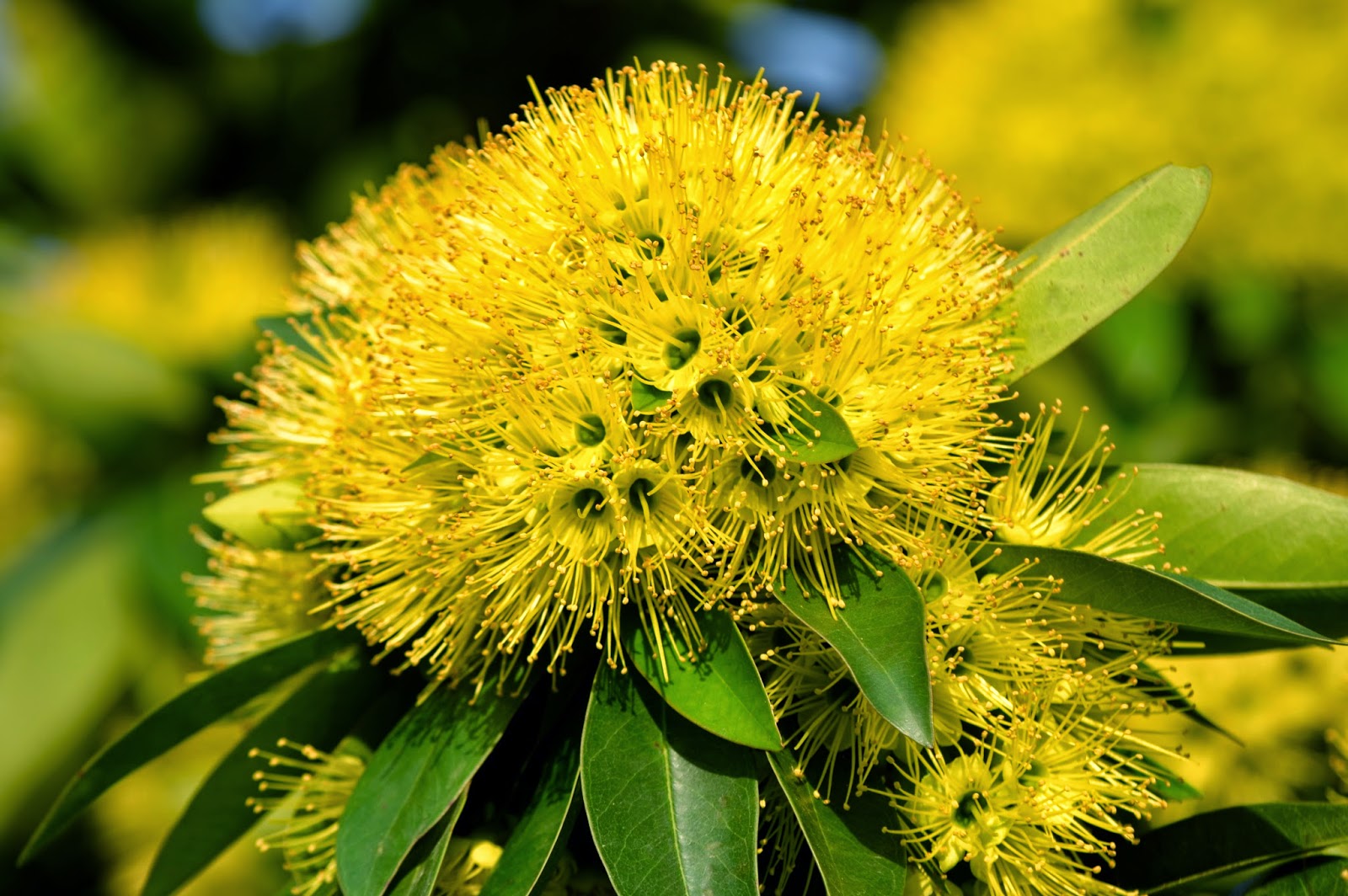 Laman Kambatik Plants list (3rd ed.) Golden Penda or Xanthostemon chrysanthus