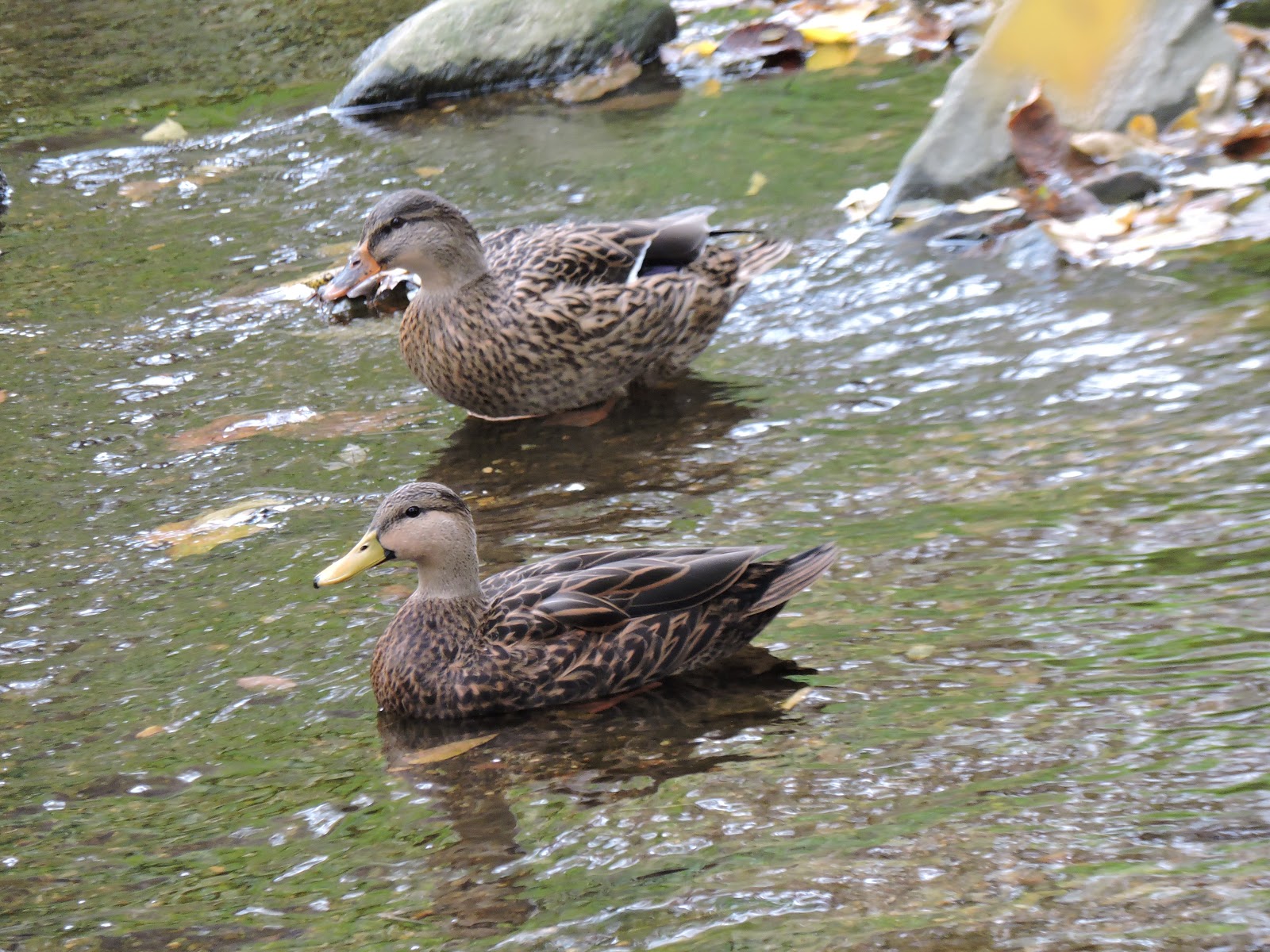 Capital Naturalist by Alonso Abugattas: American Black Duck