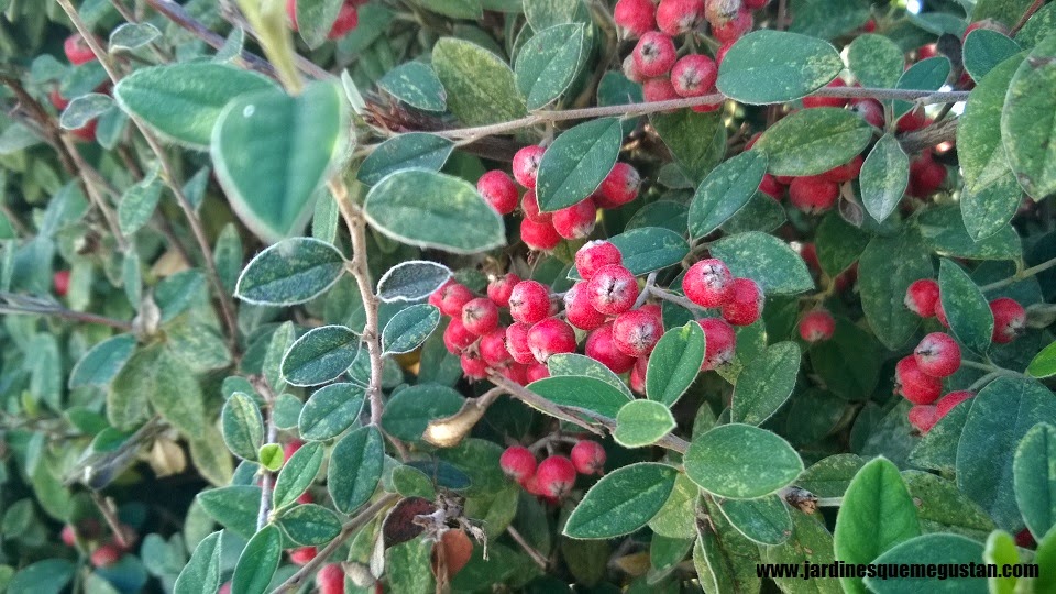 Gardening With Grace