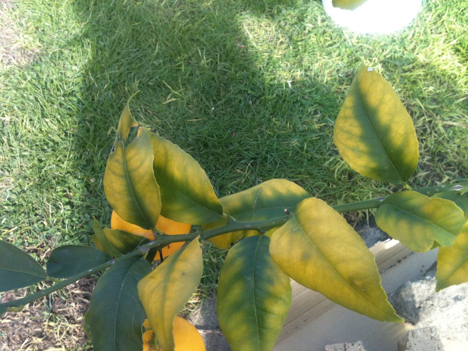 Greater Southeastern Permaculture How to diagnose what nutrient